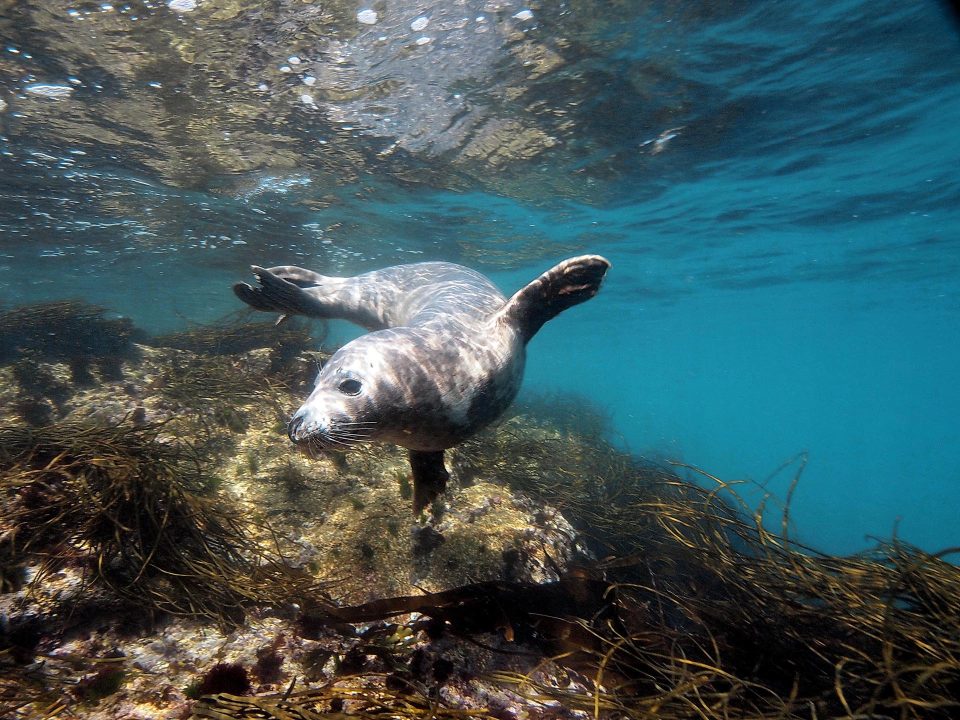 Seal spotting on Ilfracombe Sea Safari