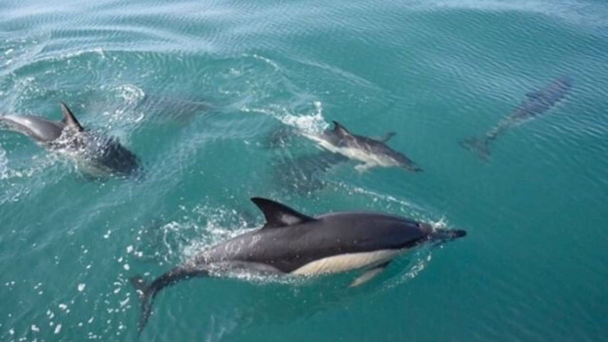 Dolphins in North Devon What to Expect and the Best Way to See Them