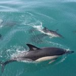 Dolphins in North Devon What to Expect and the Best Way to See Them