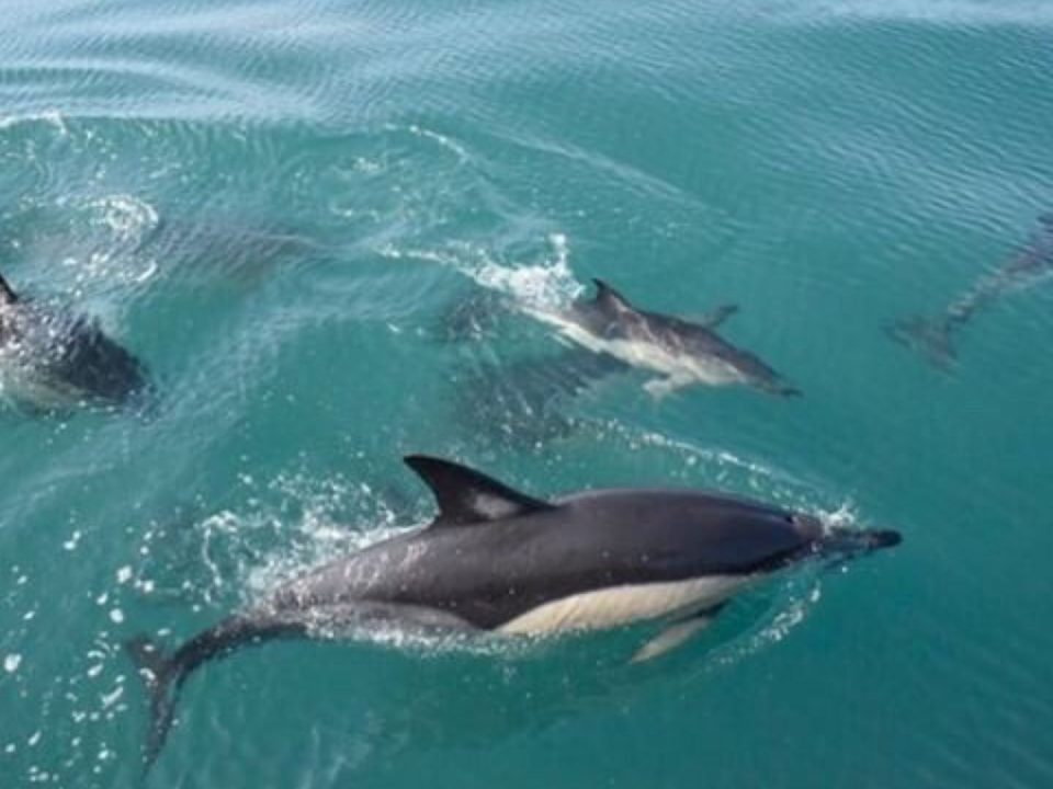 Dolphins in North Devon What to Expect and the Best Way to See Them
