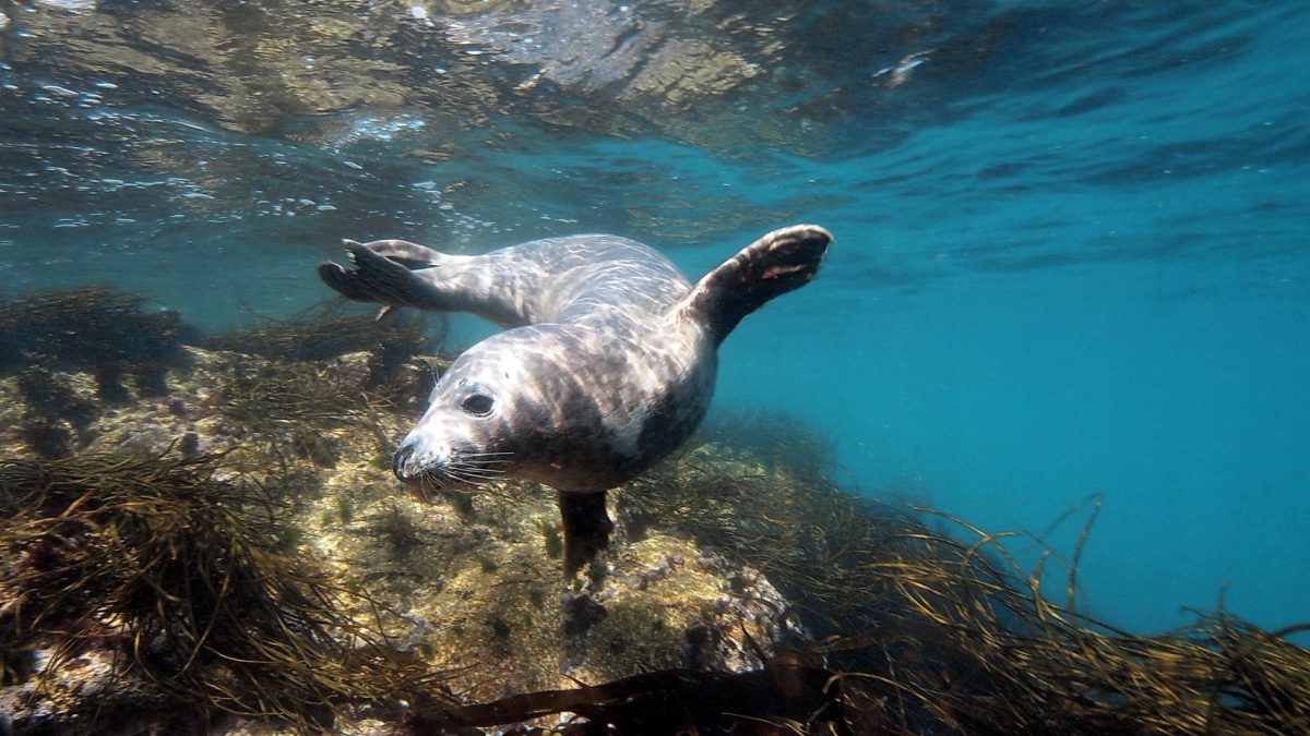 Why Choose Our 1 Hour Sea Safari?