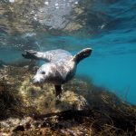 Why Choose Our 1 Hour Sea Safari?