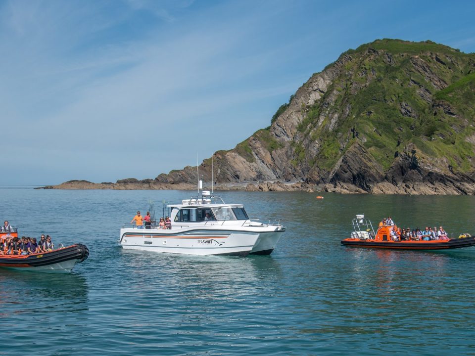 basking sharks North Devon